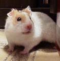 adult hanao