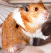 minisuke