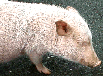pig mama