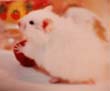 baby sonoko